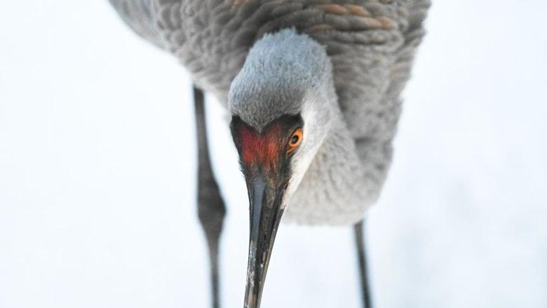 A close up picture of a sandhill crane in the snow